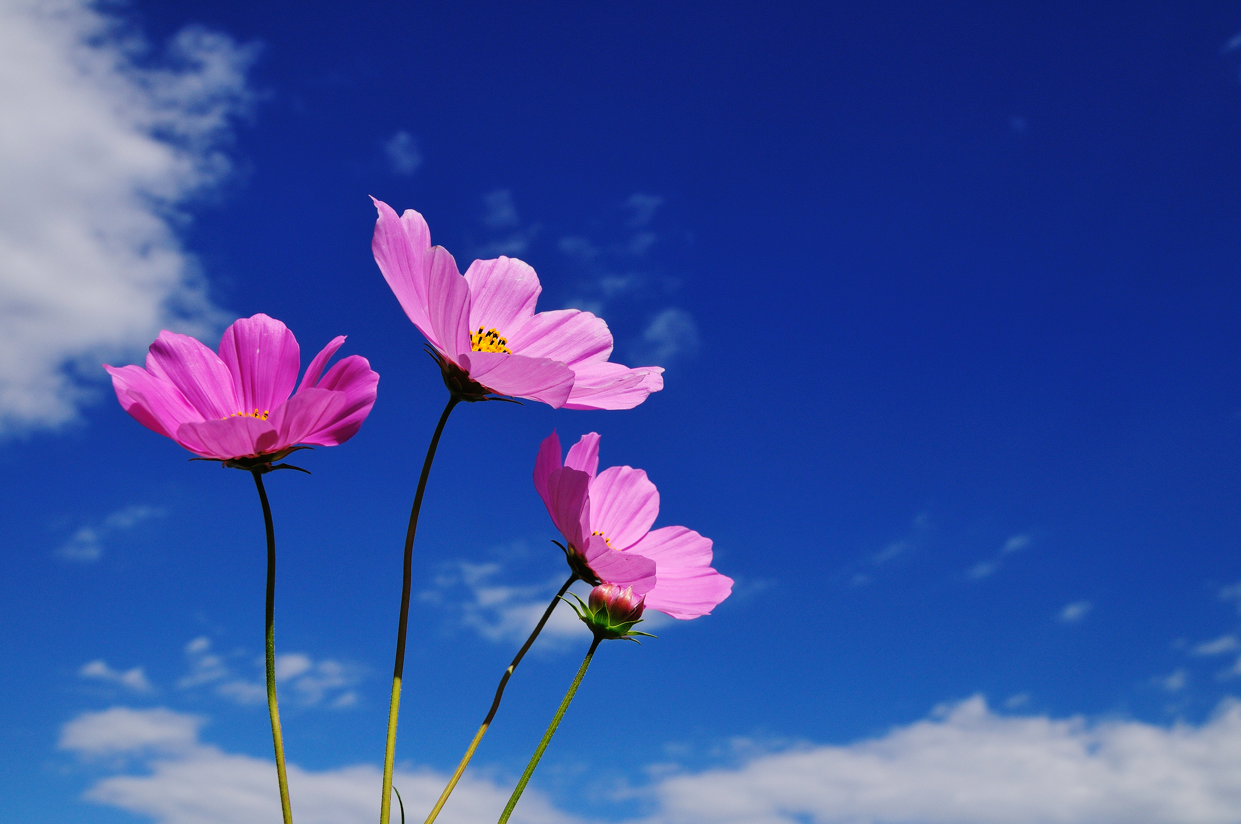 一輪のピンクの花